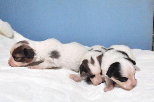 パピヨン　ブリーダー　子犬販売の専門店　AngelWan　戸塚区　泉区　旭区　緑区　瀬谷区