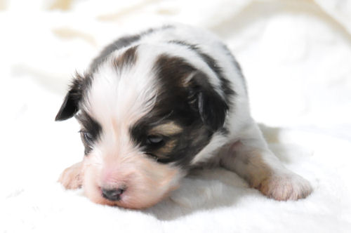 パピヨン　ブリーダー　子犬販売の専門店　AngelWan　福岡　兵庫　愛知　岡山　大阪