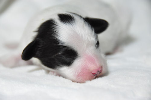 パピヨン　ブリーダー　子犬販売の専門店　AngelWan　東京　千葉　埼玉　群馬　湘南