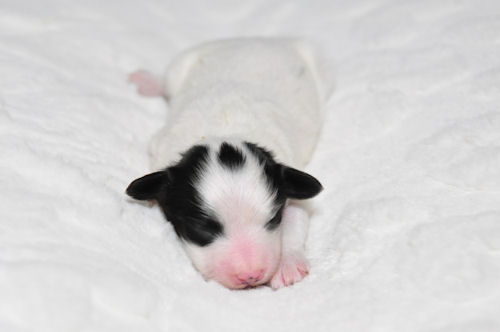 パピヨン　ブリーダー　子犬販売の専門店　AngelWan　世田谷　府中　調布　品川　渋谷