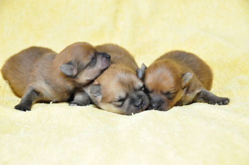 ポメラニアン　ブリーダー　子犬販売の専門店　AngelWan　千葉　川崎　町田　相模原