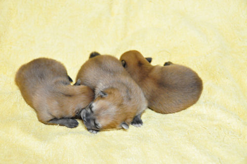 ポメラニアン　ブリーダー　子犬販売の専門店　AngelWan　福岡　兵庫　広島　愛知　東京