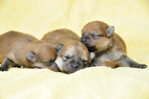 ポメラニアン　ブリーダー　子犬販売の専門店　AngelWan　福島　宮城　岩手　秋田　青森