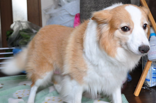 ボーダーコリー　ブリーダー　子犬販売の専門店 AngelWan　横浜　千葉　レッド＆ホワイト