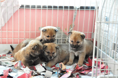 柴犬　ブリーダー　子犬販売の専門店　AngelWan　神奈川　ペットショップ　千葉　ネット