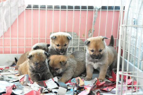 柴犬　ブリーダー　子犬販売の専門店　AngelWan　東京　埼玉　藤沢　湘南　静岡　茨城