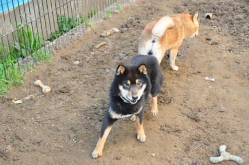 柴犬　ブリーダー　子犬販売の専門店　AngelWan　豆　小ぶり　黒　赤　JKC　全国対応