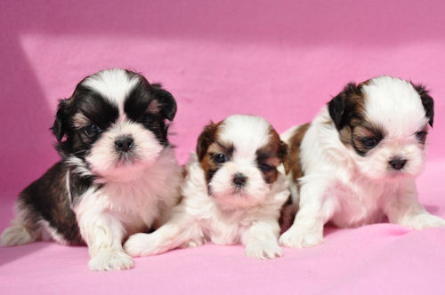 シーズー　ブリーダー　子犬販売の専門店 AngelWan　神奈川　東京　千葉　ペットショップ