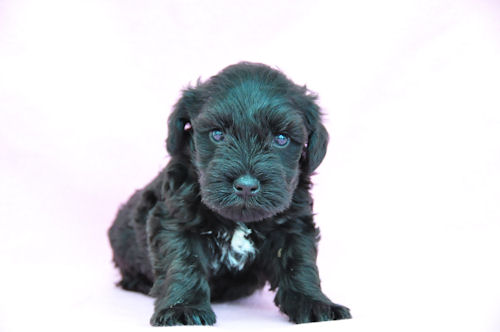 ミニチュアシュナウザー 神奈川 ペットショップ ミニチュアシュナウザー ブリーダー 子犬販売の専門店 AngelWan 東京 ペットショップ