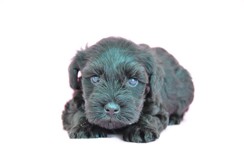 ミニチュアシュナウザー ブリーダー 東京 ミニチュアシュナウザー ブリーダー 子犬販売の専門店 AngelWan 千葉 神奈川