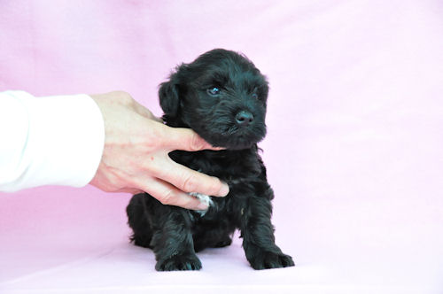 ミニチュアシュナウザー 仔犬 チャンピオン直子 ミニチュアシュナウザー ブリーダー 子犬販売の専門店 AngelWan 藤沢 鎌倉 目黒