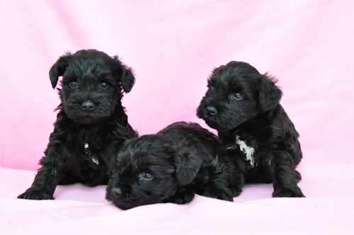 ミニチュアシュナウザー 血統優秀 JKC ミニチュアシュナウザー ブリーダー 子犬販売の専門店 AngelWan 福岡 兵庫 大阪