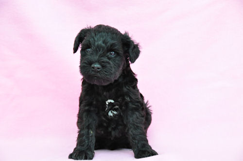 ミニチュアシュナウザー ブリーダー 仔犬直販 ミニチュアシュナウザー ブリーダー 子犬販売の専門店 AngelWan 北海道 沖縄