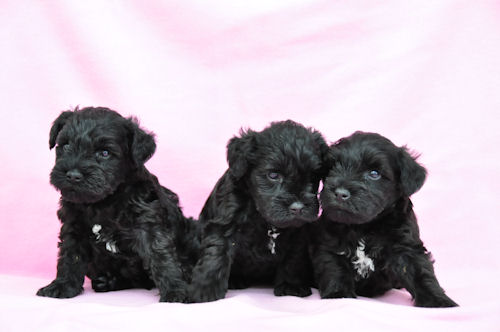 ミニチュアシュナウザー 東京都 ブリーダー ミニチュアシュナウザー ブリーダー 子犬販売の専門店 AngelWan 友達 ペット 家族