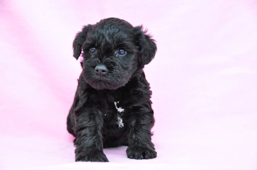 ミニチュアシュナウザー 小型犬 ペット ミニチュアシュナウザー ブリーダー 子犬販売の専門店 AngelWan トリミング ペット