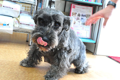 ミニチュアシュナウザー 母犬 ソルト&ペッパー ミニチュアシュナウザー ブリーダー 子犬販売の専門店 AngelWan 横浜