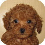 トイプードル　ブリーダー　子犬販売の専門店　AngelWan　横浜