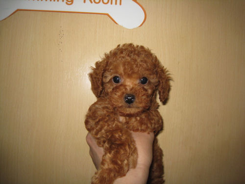 トイプードル　ブリーダー　子犬販売の専門店　AngelWan　東京　千葉　横浜　写真　JKC