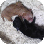 トイプードル　ブリーダー　子犬販売の専門店　AngelWan　横浜