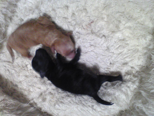 トイプードル　ブリーダー　子犬販売の専門店　AngelWan　埼玉　東京　千葉　神奈川