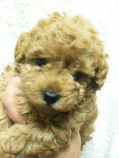 トイプードル　ブリーダー　子犬販売の専門店　AngelWan　川崎　町田　相模原　　藤沢