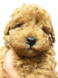 トイプードル　ブリーダー　子犬販売の専門店　AngelWan　福岡　兵庫　愛知　三重　福島