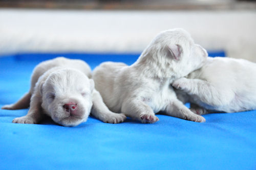 ウエスティー　ブリーダー　子犬販売の専門店 AngelWan　戸塚区　泉区　瀬谷区　港南区