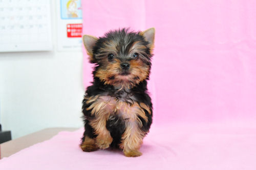 ヨークシャーテリア 極小 子犬 ヨーキー ブリーダー 子犬販売の専門店 AngelWan ティーカップサイズ 東京 青山