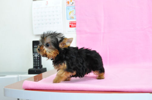 ミニ ヨーキー ブリーダー直販 ヨーキー ブリーダー 子犬販売の専門店 AngelWan セレブドッグ ペットショップ