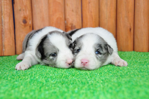 ボーダーコリー　ブリーダー　子犬販売の専門店　ＡｎｇｅｌＷａｎ　藤沢　川崎　町田　相模原