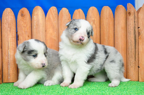 ボーダーコリー　ブリーダー　子犬販売の専門店　ＡｎｇｅｌＷａｎ　戸塚区　瀬谷区　旭区