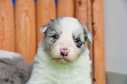 ボーダーコリー　ブリーダー　子犬販売の専門店　ＡｎｇｅｌＷａｎ　福岡　兵庫　愛知　愛媛