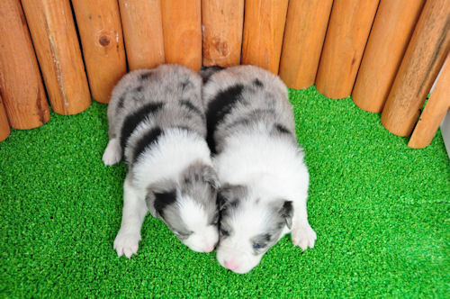 ボーダーコリー　ブリーダー　子犬販売の専門店　ＡｎｇｅｌＷａｎ　青森　秋田　福島　長野