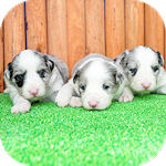 ボーダーコリー　ブリーダー　子犬販売の専門店　ＡｎｇｅｌＷａｎ　横浜