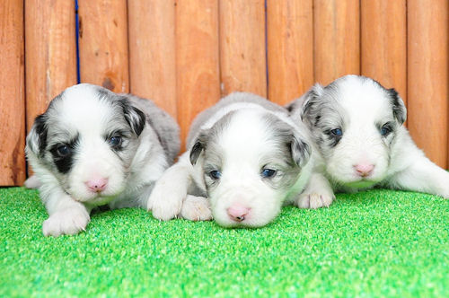 ボーダーコリー　ブリーダー　子犬販売の専門店　ＡｎｇｅｌＷａｎ　神奈川　ペットショップ