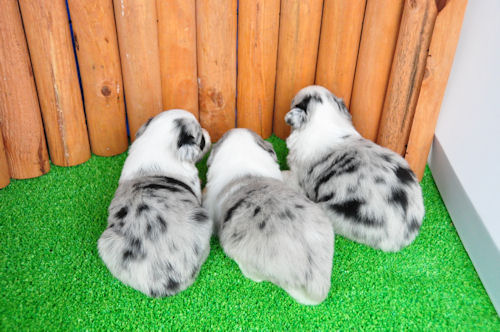 ボーダーコリー　ブリーダー　子犬販売の専門店　ＡｎｇｅｌＷａｎ　京都　岡山　広島　三重