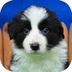 ボーダーコリー　ブリーダー　子犬販売の専門店　AngelWan　横浜