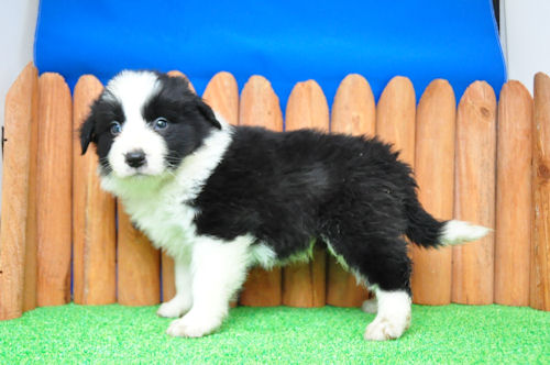 ボーダーコリー　ブリーダー　子犬販売の専門店　AngelWan　滋賀　京都　和歌山　岐阜