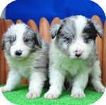 ボーダーコリー　ブリーダー　子犬販売の専門店　AngelWan　横浜