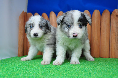 ボーダーコリー　ブリーダー　子犬販売の専門店　AngelWan　戸塚区　港北区　港南区