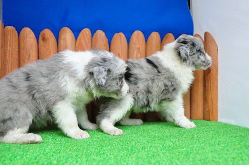 ボーダーコリー　ブリーダー　子犬販売の専門店　AngelWan　都筑区　青葉区　緑区