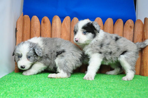 ボーダーコリー　ブリーダー　子犬販売の専門店　AngelWan　鶴見区　瀬谷区　旭区