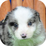 ボーダーコリー　ブリーダー　ペットショップ　子犬販売の専門店　AngelWan　横浜