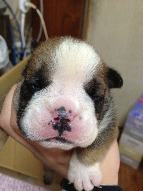 ブルドッグ　ブリーダー　子犬販売の専門店　AngelWan　戸塚区　瀬谷区　泉区　藤沢