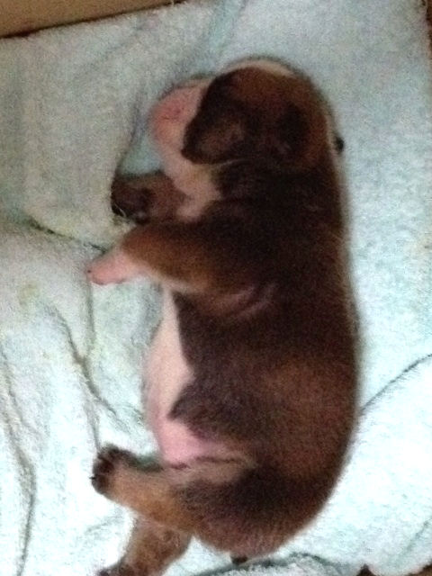 ブルドッグ　ブリーダー　子犬販売の専門店　AngelWan　鎌倉　兵庫　中区　福岡　神奈川