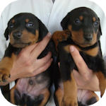 ドーベルマン　ブリーダー　子犬販売の専門店　AngelWan　横浜