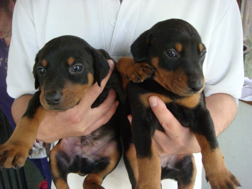 ドーベルマン　ブリーダー　子犬販売の専門店　AngelWan　福岡　兵庫　山口　岡山　広島