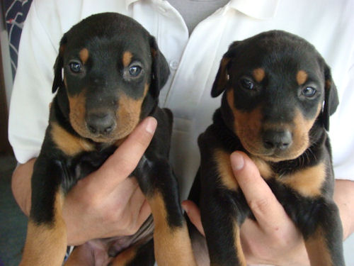 ドーベルマン　ブリーダー　子犬販売の専門店　AngelWan　愛知　滋賀　岐阜　三重　京都