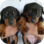 ドーベルマンの子犬 ブラック&タン メス ドーベルマン ブリーダー 子犬販売の専門店 AngelWan 横浜