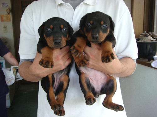 ドーベルマン 赤ちゃん 血統優秀 ドーベルマン ブリーダー 子犬販売の専門店 AngelWan 香川 徳島 高知 愛媛